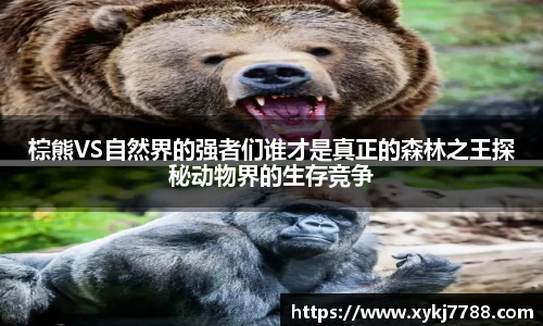 棕熊VS自然界的强者们谁才是真正的森林之王探秘动物界的生存竞争